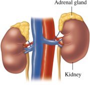 Adrenal glands on kidneys