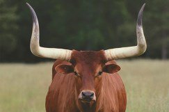 Animal horns made of protein