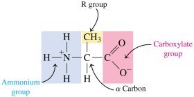 Zwitterion form of an amino acid at physiological pH