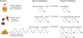 Examples of monosaccharides, disaccharides, and polysaccharides