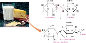 Formation of lactose from galactose and glucose