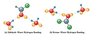 Hydrogen bonding with water