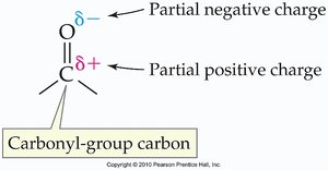 Partial charges in the carbonyl group
