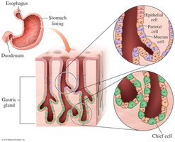 Gastric acid production in stomach