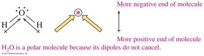 H2O is a polar molecule