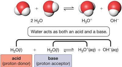 Water acting as both acid and base, forming H3O+ and OH-