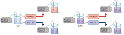 Comparison of pH changes in water and buffer upon addition of acid or base