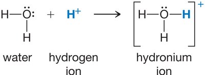 Formation of hydronium ion from water and hydrogen ion