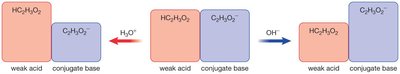 Buffer action: weak acid and conjugate base neutralizing added acid or base