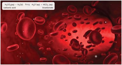 Carbonic acid/bicarbonate buffer system in blood