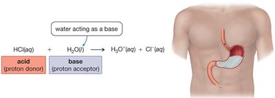HCl reacting with water in the stomach