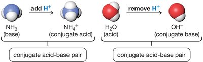 Conjugate acid-base pairs: NH3/NH4+ and H2O/OH-