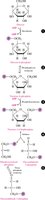 Glycolysis energy-investing reactions