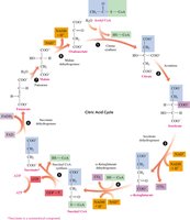 Citric Acid Cycle