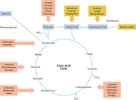 Amino acid entry points to the citric acid cycle