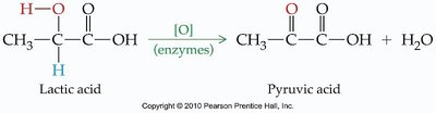 Lactic acid oxidation to pyruvic acid