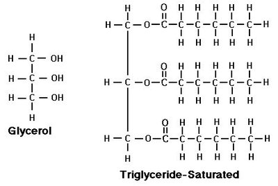 Glycerol and triglyceride structure