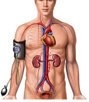 Major arteries and veins of the body