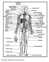 Human venous system