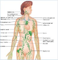 Lymphatic system and nodes