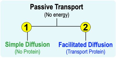 Transport proteins in facilitated diffusion