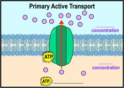 Primary active transport diagram