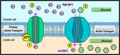 Sodium-glucose cotransporter mechanism