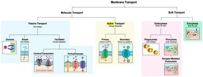Map of membrane transport types