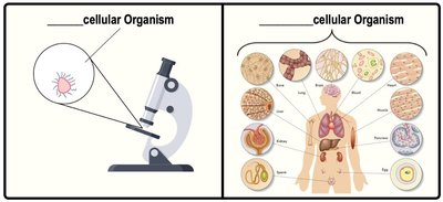Unicellular vs. multicellular organism