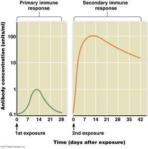Graph comparing primary and secondary immune responses