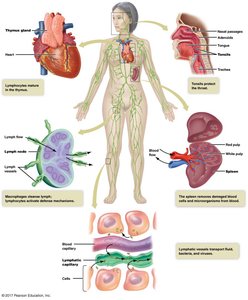 Overview of the lymphatic system and its major organs