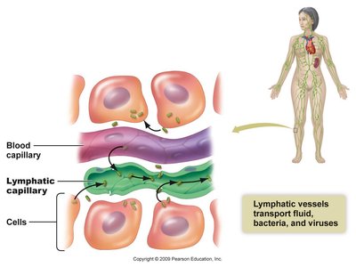 Lymphatic capillaries and their relationship to blood capillaries