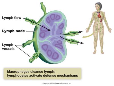 Lymph node cross-section and flow of lymph