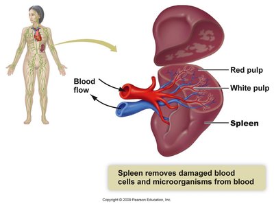 Spleen structure and function