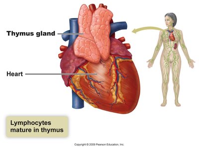 Thymus gland location and function