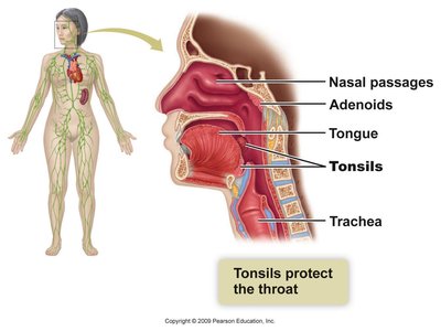 Tonsils and adenoids location and function