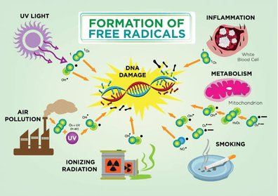 Formation of free radicals