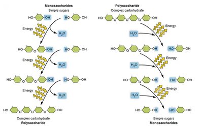 Dehydration synthesis and hydrolysis