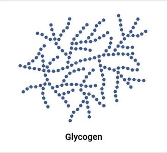 Glycogen structure