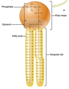 Phospholipid with charged and uncharged regions