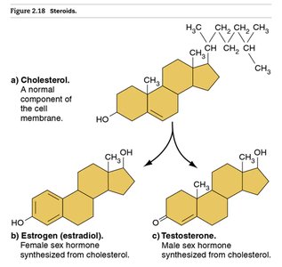 Steroid structures: cholesterol, estrogen, testosterone
