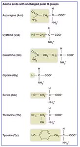 Amino acids with uncharged polar R groups
