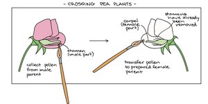 Cross-breeding of pea plants
