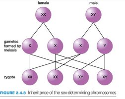 Inheritance of sex-determining chromosomes