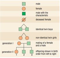 Pedigree chart symbols