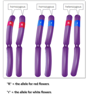 Homozygous and heterozygous alleles on chromosomes