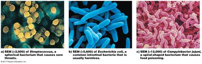 SEM images of Streptococcus, Escherichia coli, and Campylobacter jejuni showing different bacterial shapes