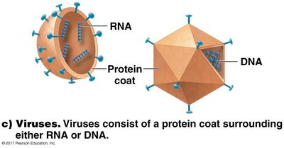 Diagram of viral structure showing protein coat and genetic material (RNA or DNA)