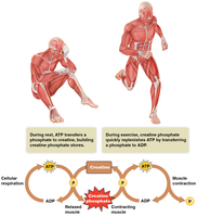 Creatine phosphate energy system in muscle