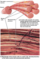 Motor unit structure and neuromuscular junctions
